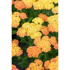 Kraujažolė 'Skysail Yellow' 1Ltr