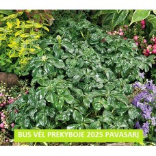 Mietveinė 'Green Sheen' 2.5Ltr